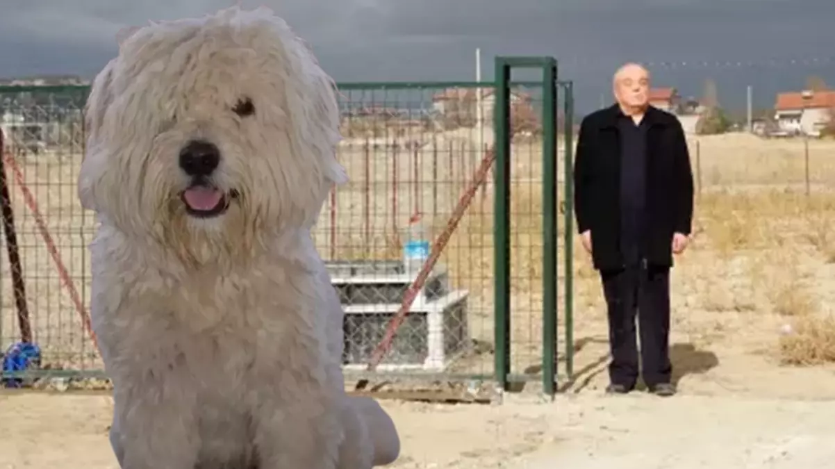 Ölen köpeği için arsa satın alıp, mezar yaptırdı